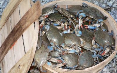 Chesapeake Bay Blue Crab Population Sees 60-Percent Increase