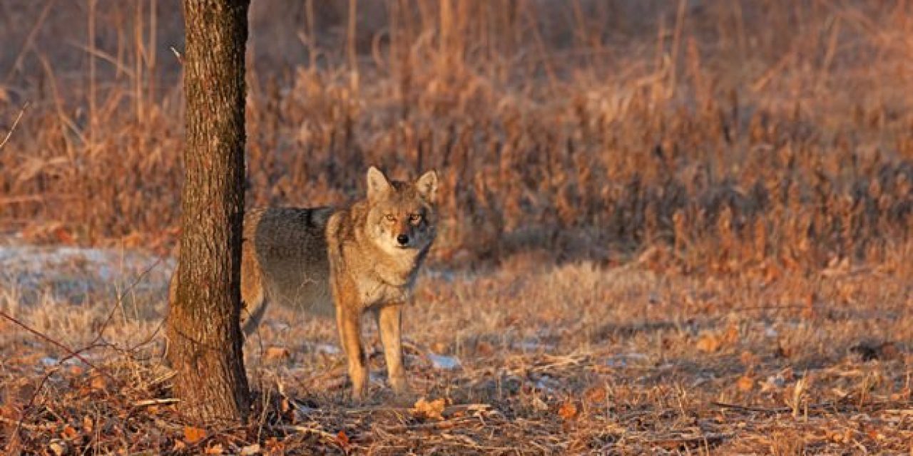 Coyote Hunting Calls You Ought to Keep in Memory