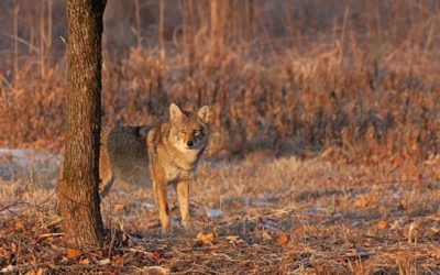 Coyote Hunting Calls You Ought to Keep in Memory