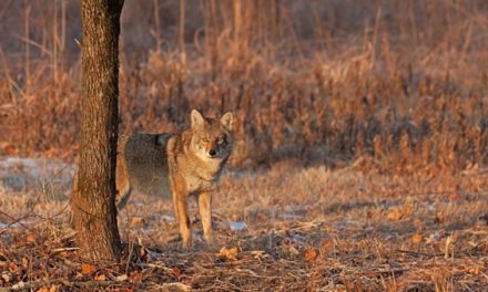 Coyote Hunting Calls You Ought to Keep in Memory