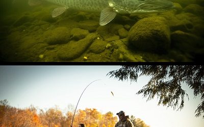 Downsizers Cater to Trends in Musky Fishing