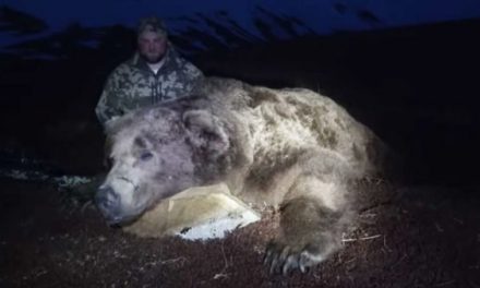 Epic Alaska Brown Bear Hunt Ends With Absolute Monster