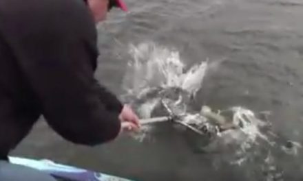 Fisherman Catches Crappie, Then Unexpectedly Snags Monster Fish