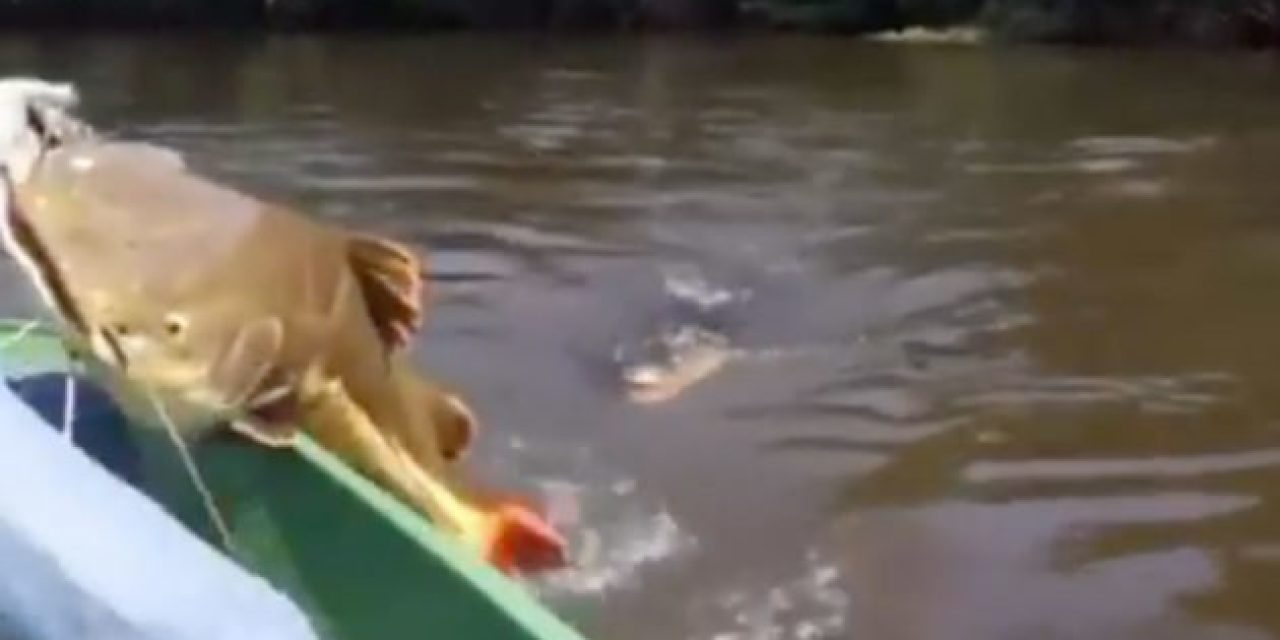 Fisherman Races to Reel in Huge Redtail Catfish Before a Gator Snatches It Up