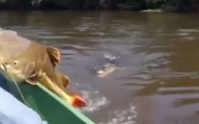 Fisherman Races to Reel in Huge Redtail Catfish Before a Gator Snatches It Up