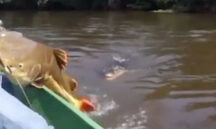 Fisherman Races to Reel in Huge Redtail Catfish Before a Gator Snatches It Up