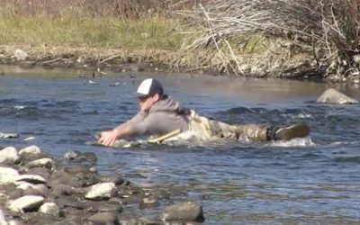 Fishing Guide Takes a Day Off, Ends Up Wrestling a Brown Trout