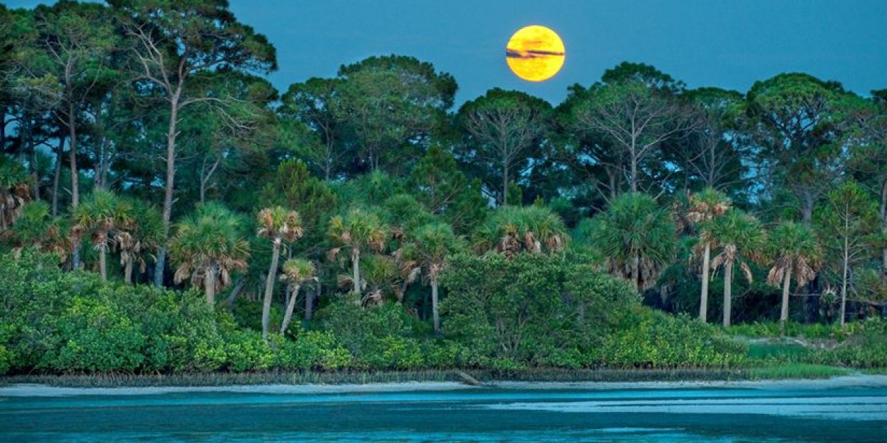 Florida’s Hidden Wild