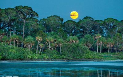 Florida’s Hidden Wild