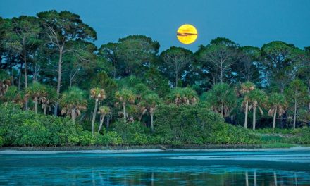 Florida’s Hidden Wild