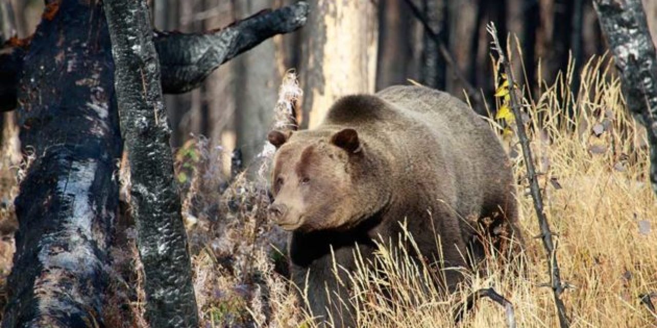 Grizzly Hunting Ban in the Lower 48 Proposed By Arizona Congressman