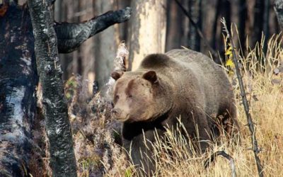 Grizzly Hunting Ban in the Lower 48 Proposed By Arizona Congressman