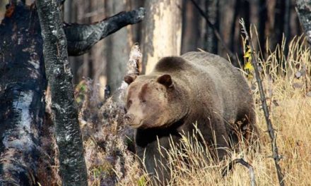 Grizzly Hunting Ban in the Lower 48 Proposed By Arizona Congressman