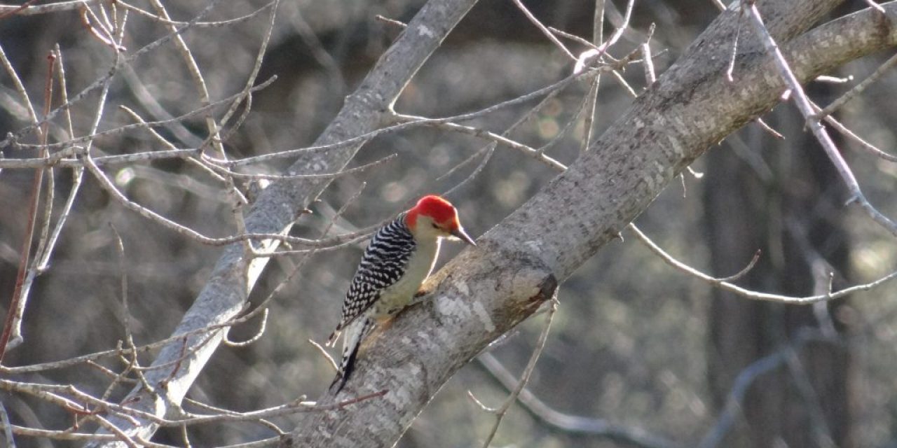 Hunters, Anglers: Become Bird Watchers!