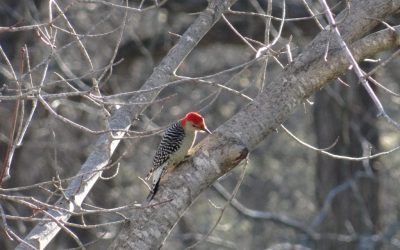 Hunters, Anglers: Become Bird Watchers!