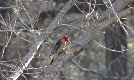 Hunters, Anglers: Become Bird Watchers!