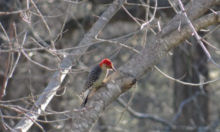 Hunters, Anglers: Become Bird Watchers!