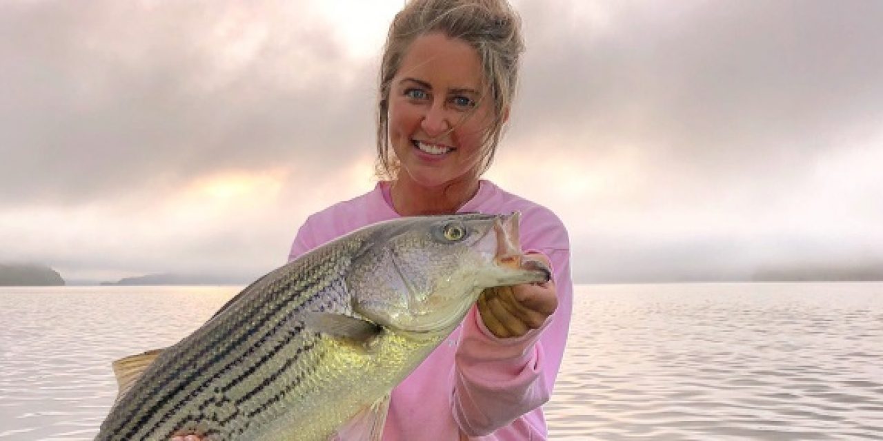 Kentucky Lake Cumberland Striped Bass Heating Up