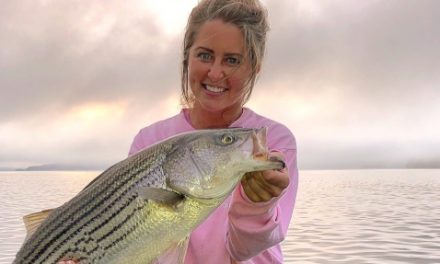 Kentucky Lake Cumberland Striped Bass Heating Up