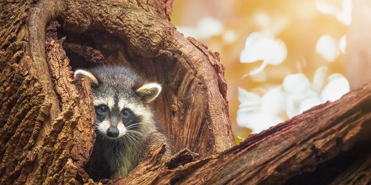 Last Frame: The Raccoon Visitor