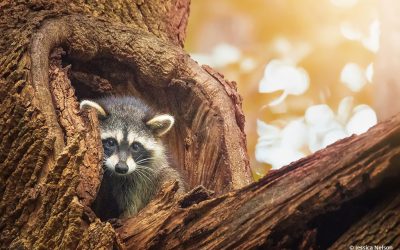 Last Frame: The Raccoon Visitor
