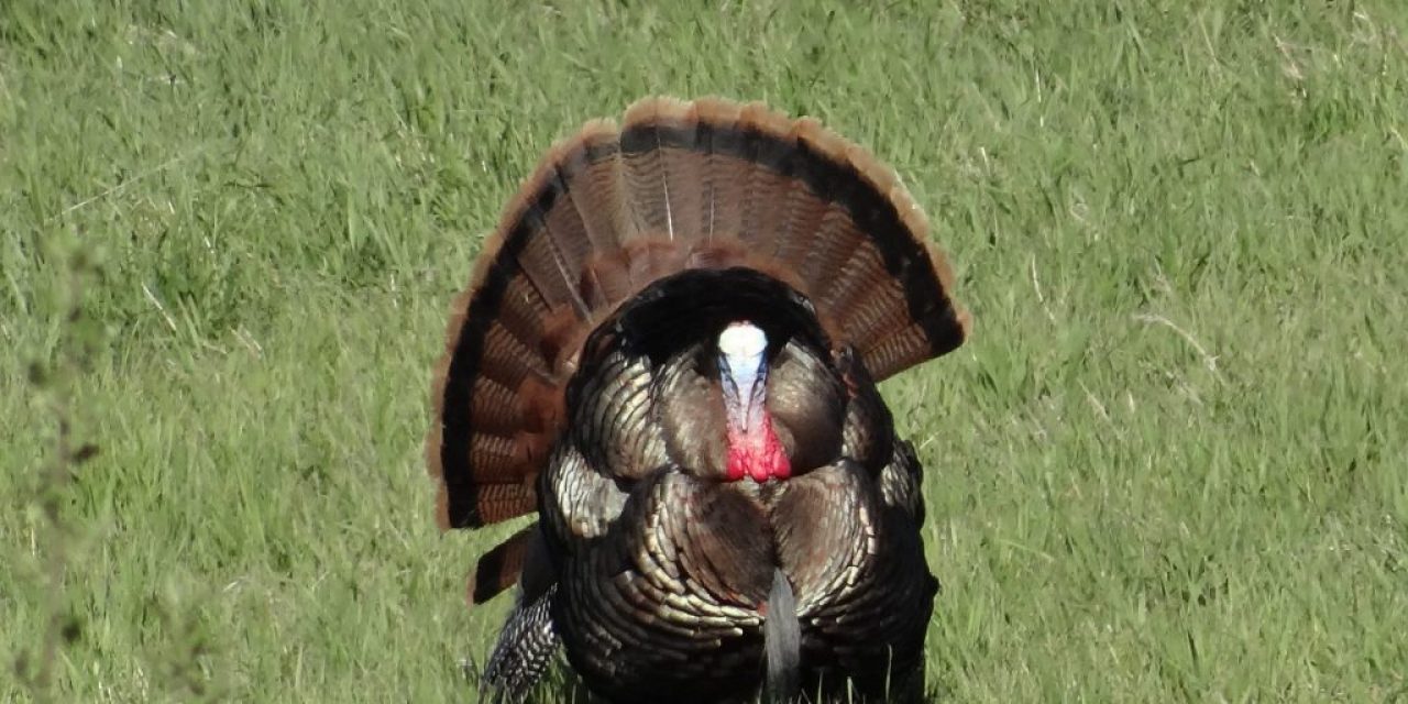 Late Season Turkey Tips: Gettin’ That Gobbler