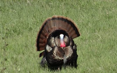 Late Season Turkey Tips: Gettin’ That Gobbler