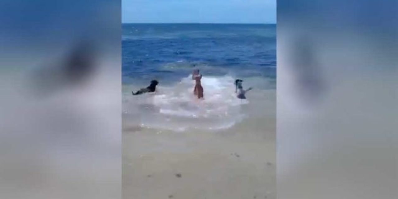 Let Your Untrained Dogs Loose With a Shark and This Will Happen