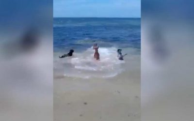 Let Your Untrained Dogs Loose With a Shark and This Will Happen