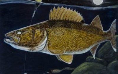 MINNESOTA – STAMP YOUR LICENSE FOR MORE WALLEYES