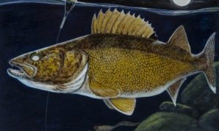 MINNESOTA – STAMP YOUR LICENSE FOR MORE WALLEYES