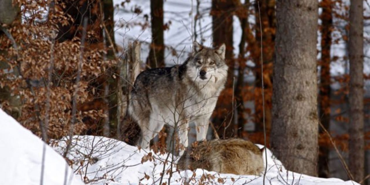 Minnesota Wolf Hunting Ban, Despite Endangered Listing, Won’t Reach Governor’s Desk