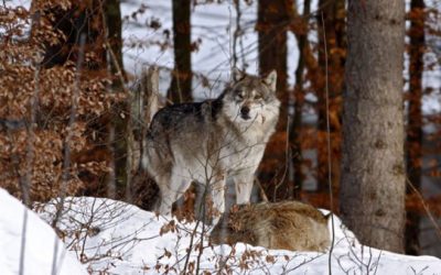 Minnesota Wolf Hunting Ban, Despite Endangered Listing, Won’t Reach Governor’s Desk