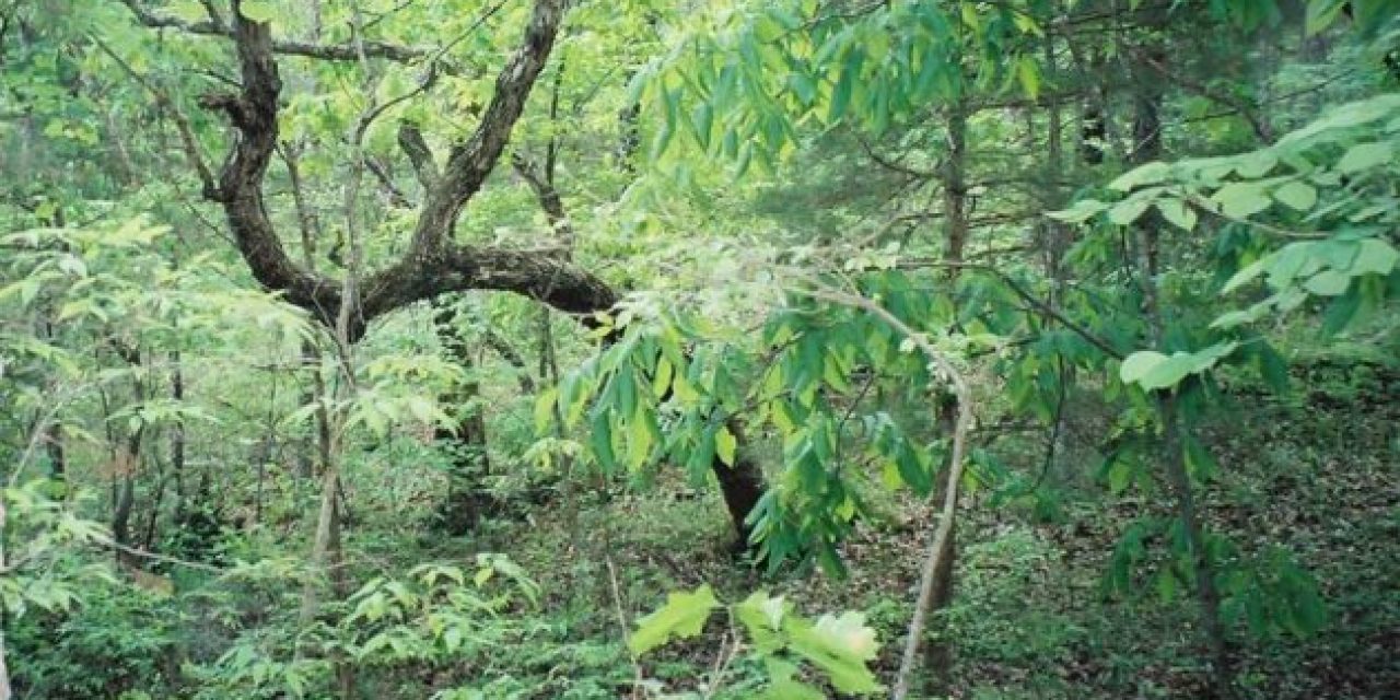 Mushroom Hunting Missouri Man Stumbles Upon a Human Skull Near His Home