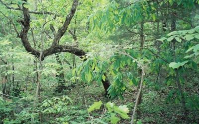 Mushroom Hunting Missouri Man Stumbles Upon a Human Skull Near His Home