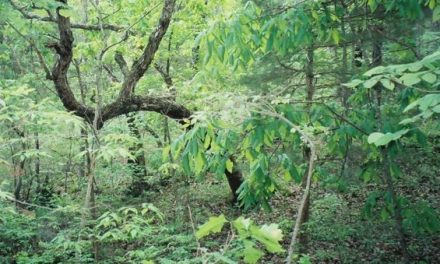 Mushroom Hunting Missouri Man Stumbles Upon a Human Skull Near His Home