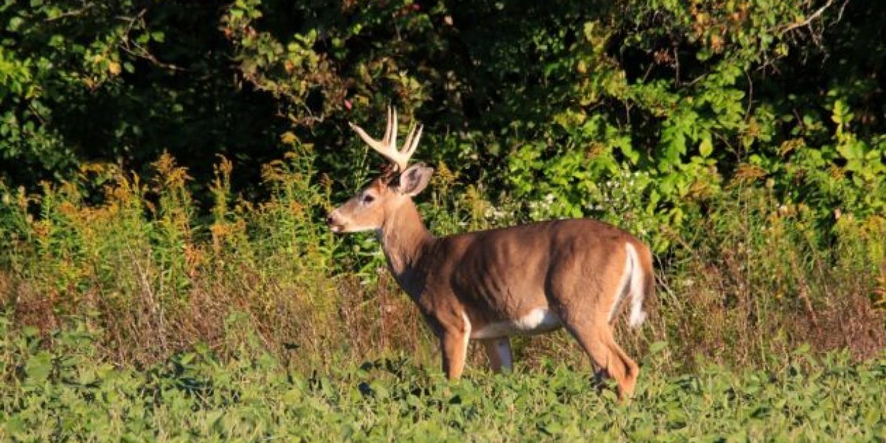 One of the Oldest Deer Ever Recorded in Vermont Was Killed in 2018