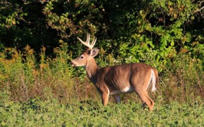 One of the Oldest Deer Ever Recorded in Vermont Was Killed in 2018