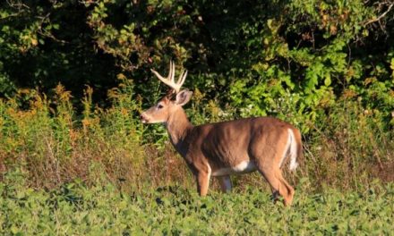 One of the Oldest Deer Ever Recorded in Vermont Was Killed in 2018