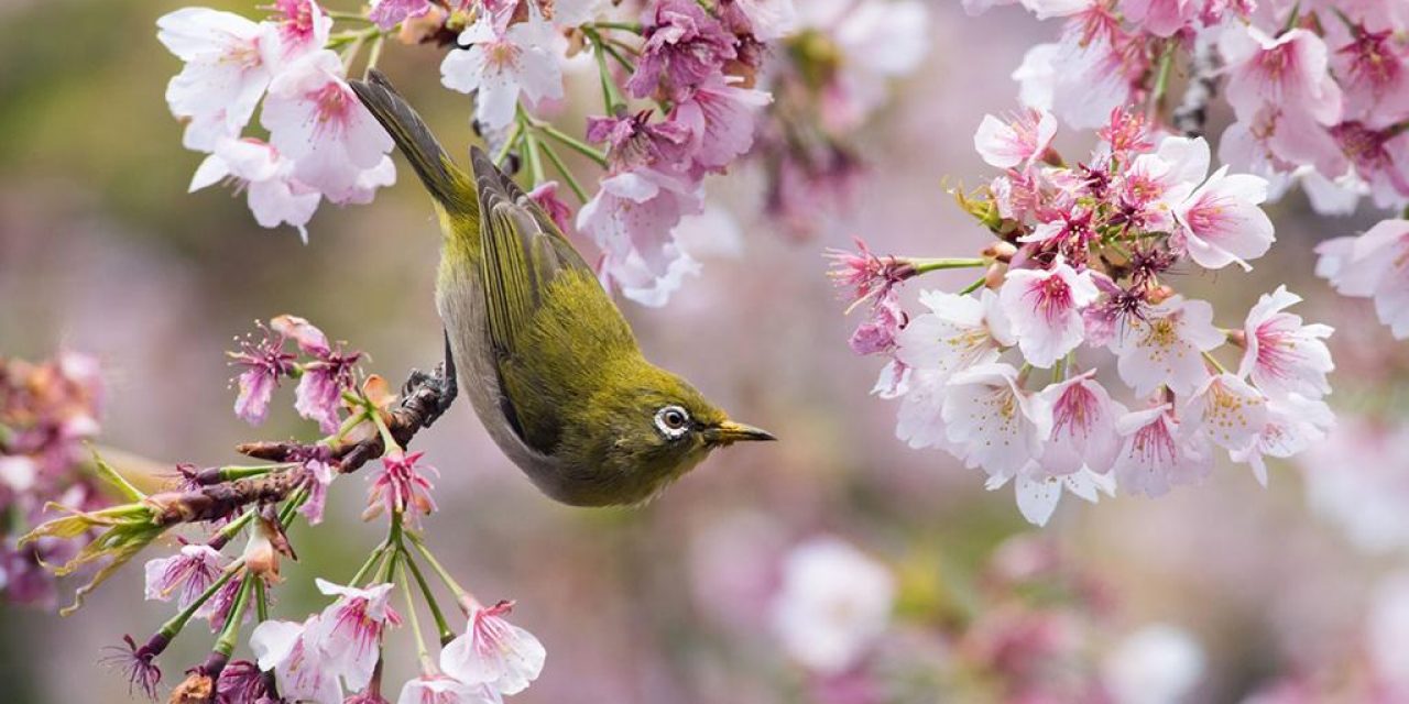 Photo Of The Day By Tom Thomson