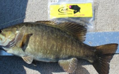 Pre-Spawn Smallmouth, By Mike Mladenik Guide Service