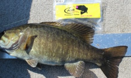 Pre-Spawn Smallmouth, By Mike Mladenik Guide Service