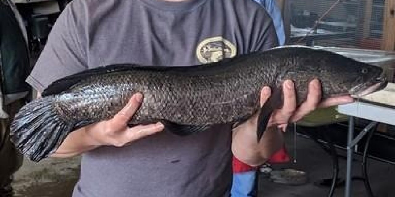 Snakehead In The St. Francis River Floodwaters