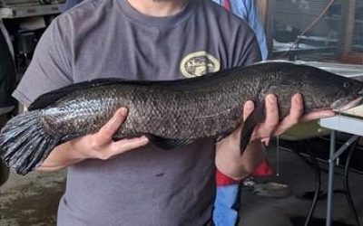 Snakehead In The St. Francis River Floodwaters