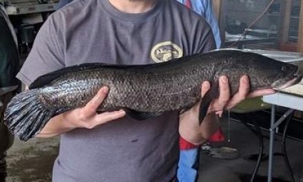 Snakehead In The St. Francis River Floodwaters