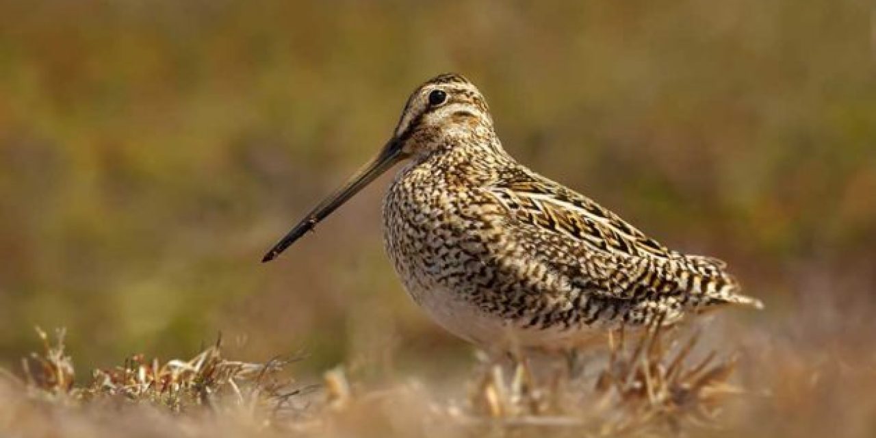 Snipe Hunting 101: What You Need to Know to Get Started and Find Success