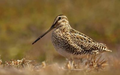 Snipe Hunting 101: What You Need to Know to Get Started and Find Success