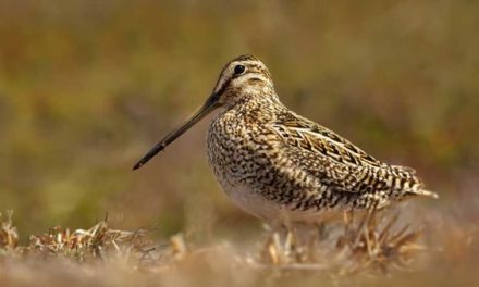 Snipe Hunting 101: What You Need to Know to Get Started and Find Success