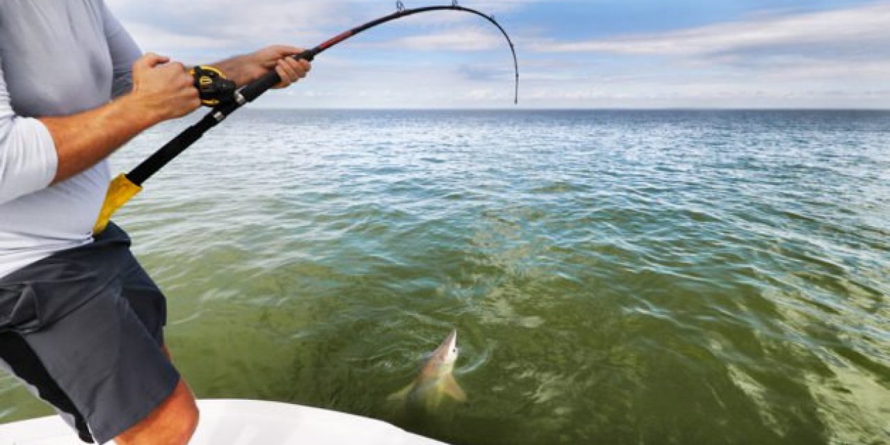 Someone is Allegedly Branding Sharks in South Carolina