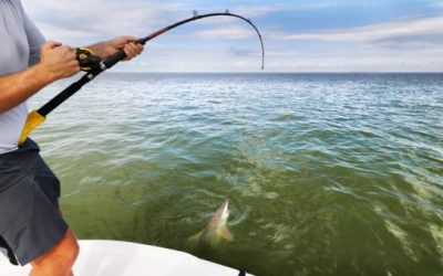 Someone is Allegedly Branding Sharks in South Carolina